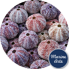 8479/75 - Sea Urchin Cornish Carnival 6-8cm